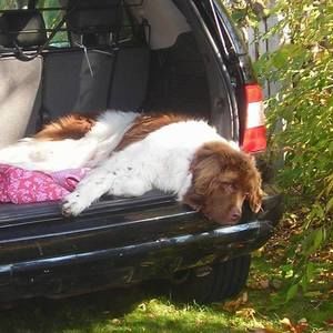 Meet your Posher, Dorothy